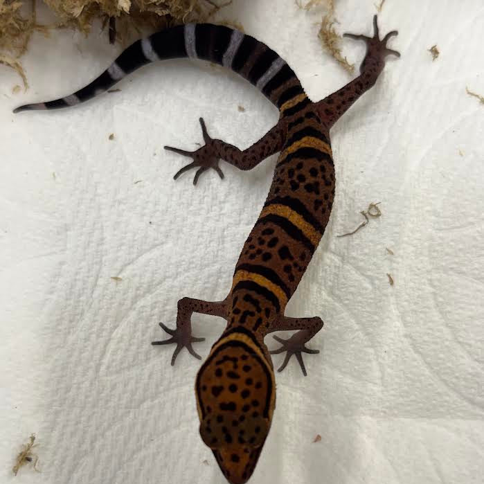 Goniurosaurus bawanglingensis (Bawangling Tiger Cave Gecko)