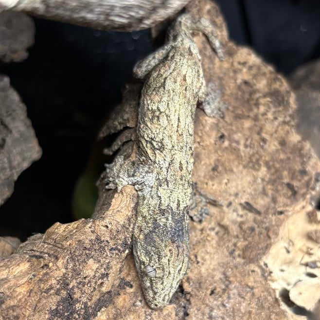 Rhacodactylus leachianus (New Caledonian Giant Gecko) GTX