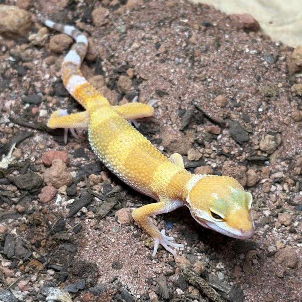 Eublepharis macularius (Leopard Gecko) Juvenile