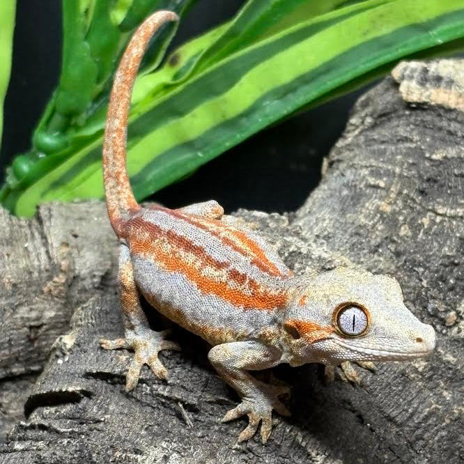 Rhacodactylus auriculatus (Gargoyle Gecko)  Red Stripe