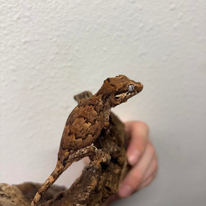 Rhacodactylus auriculatus (Gargoyle Gecko) Normal Reticulated