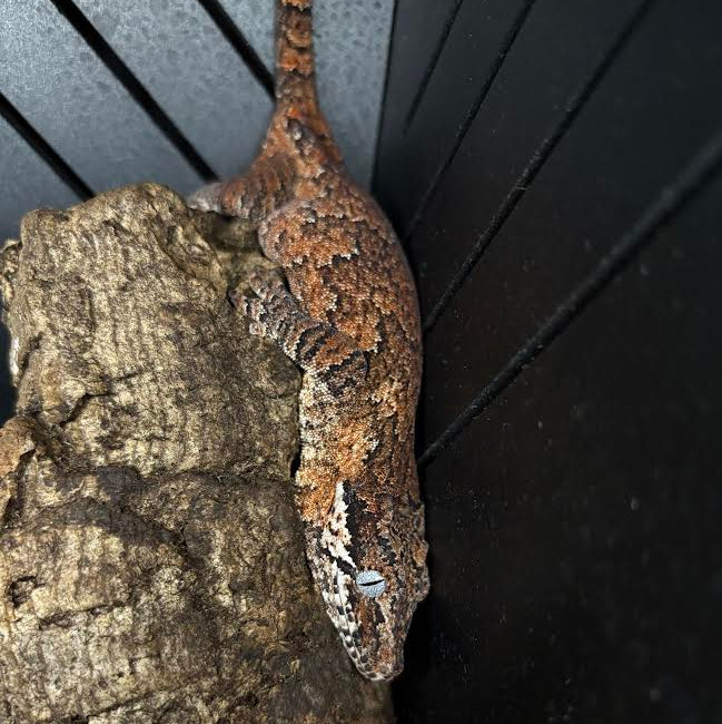 Rhacodactylus auriculatus (Gargoyle Gecko) '25 Reticulated Red Base