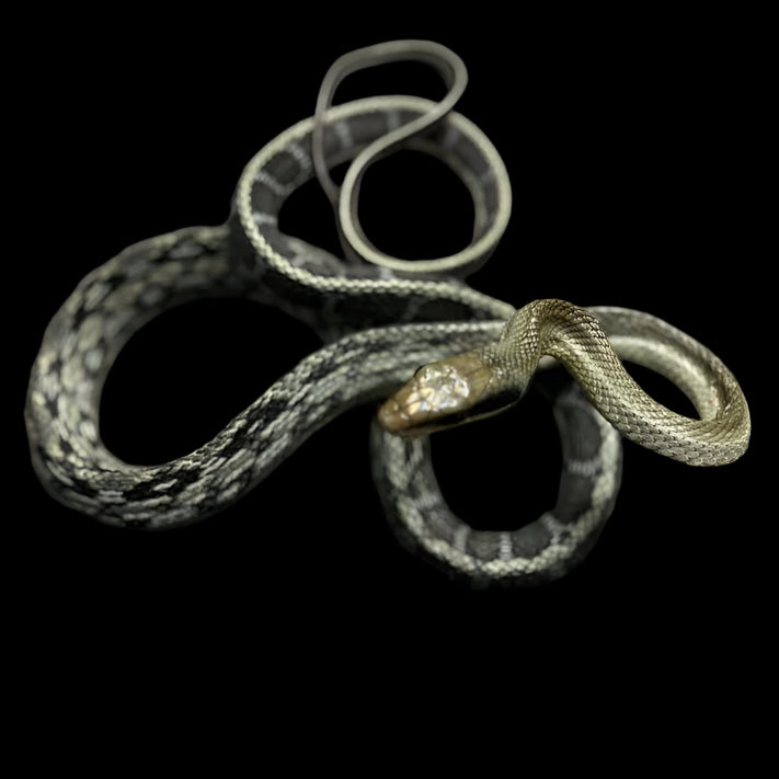 Elaphe taeniura callicyanous (Vietnamese Blue Beauty Rat Snake) Male