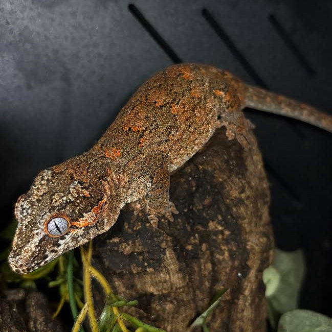 Rhacodactylus auriculatus (Gargoyle Gecko) '25 Orange Reticulated Red Base