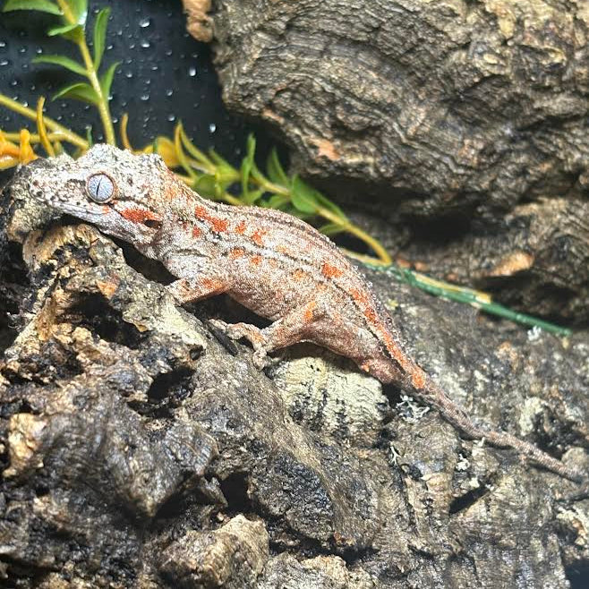 Rhacodactylus auriculatus (Gargoyle Gecko) '24 Orange Stripe Male