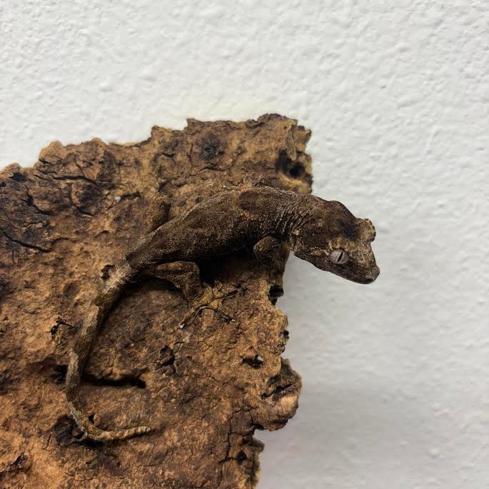 Mniarogekko chahoua (New Caledonian Mossy Gecko) Pine Island