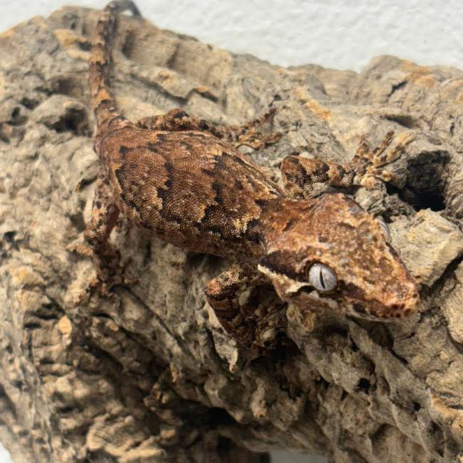 [Vancouver Pick-up] Rhacodactylus auriculatus (Gargoyle Gecko) Normal Reticulated