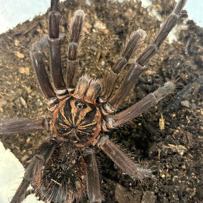 Pamphobeteus sp 'Petersi' Red Bloom