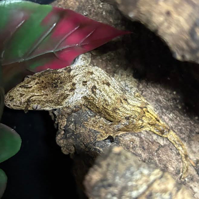 Rhacodactylus leachianus (New Caledonian Giant Gecko) GTX
