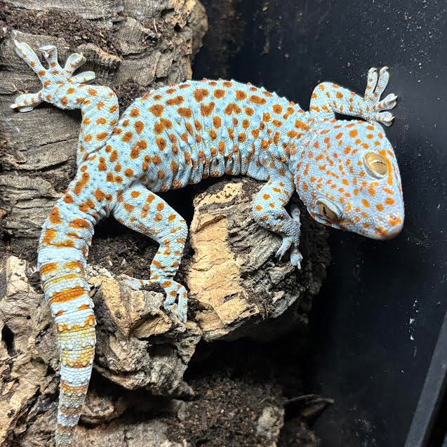 Gekko gecko (Tokay Gecko) PAradox male | Het Granite Female