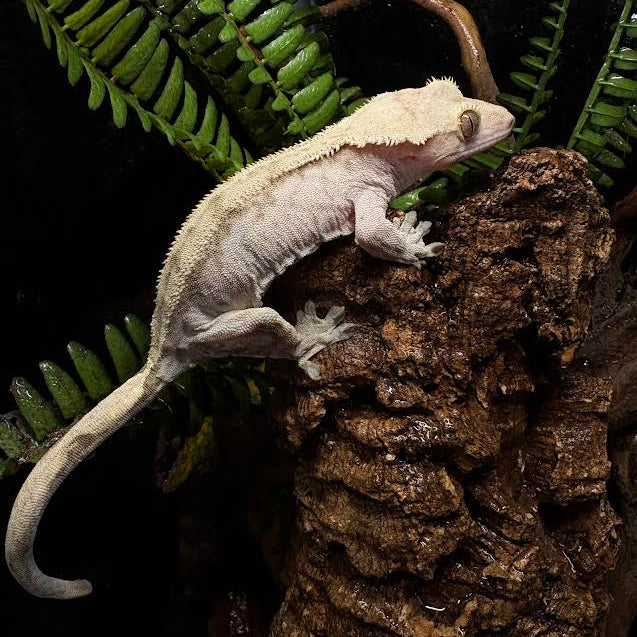 Correlophus ciliatus (Crested Gecko) FEMALE