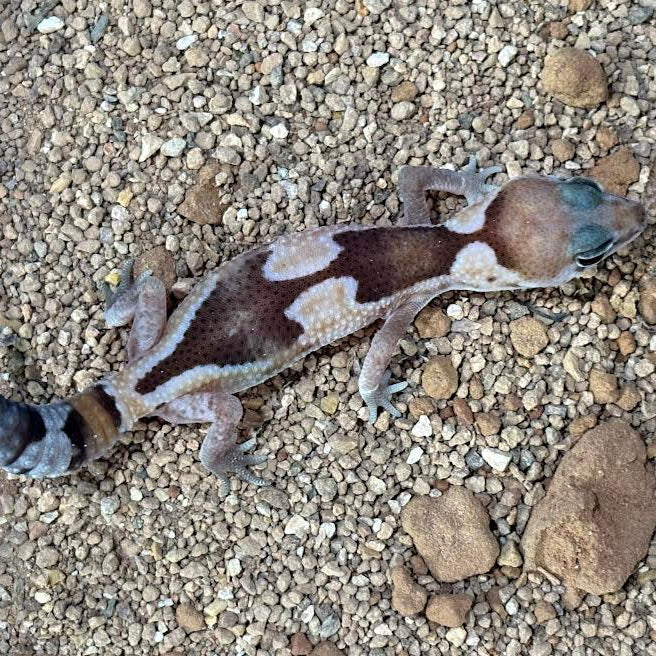 Hemitheconyx caudicinctus (Fat-tailed Gecko) STINGER