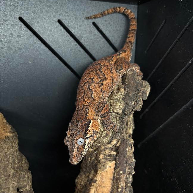 Rhacodactylus auriculatus (Gargoyle Gecko) '25 Reticulated Red Base