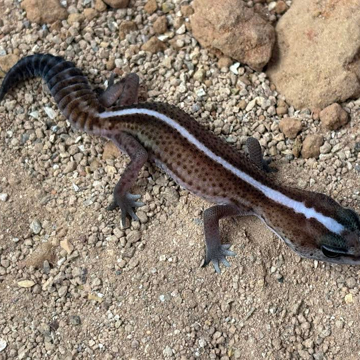 Hemitheconyx caudicinctus (Fat-tailed Gecko) PATTERNLESS STRIPE