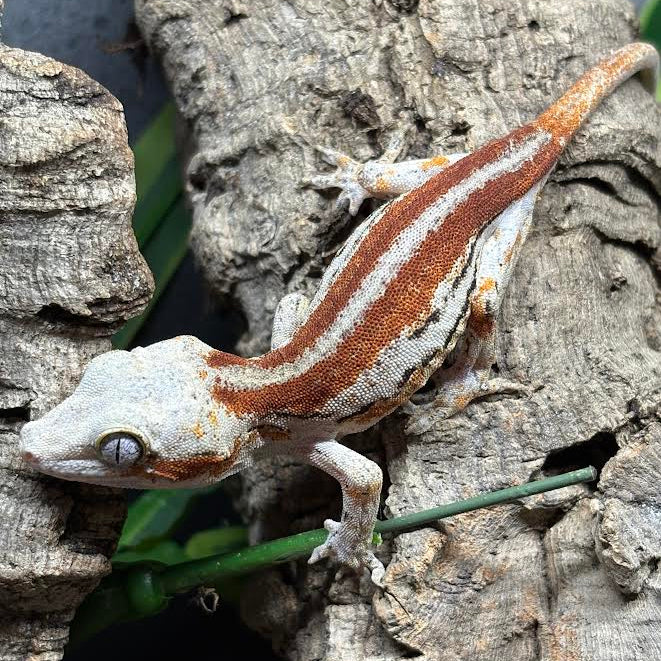 Rhacodactylus auriculatus (Gargoyle Gecko) Red Stripe