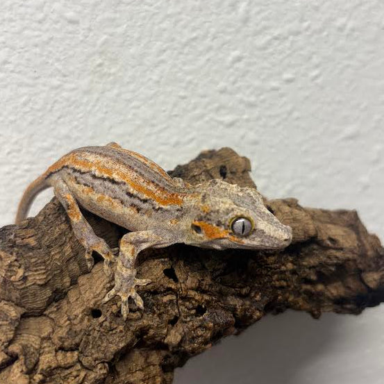 Rhacodactylus auriculatus (Gargoyle Gecko) Normal Stripe Orange