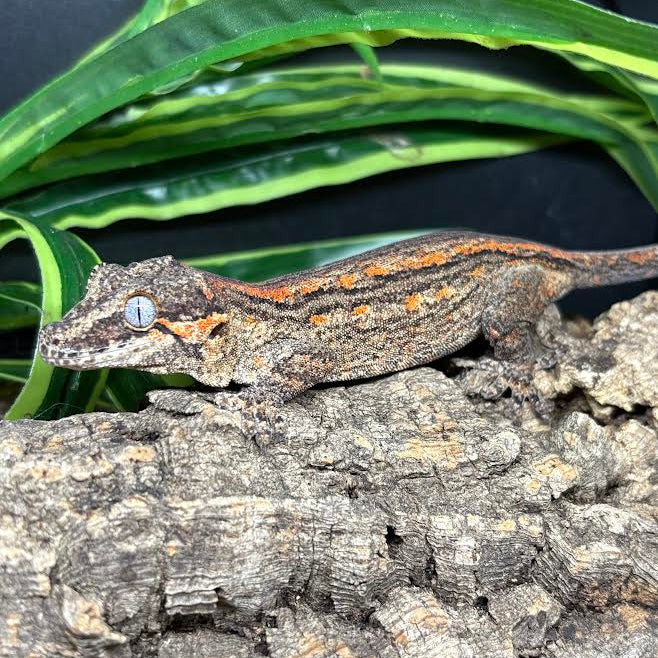 Rhacodactylus auriculatus (Gargoyle Gecko) '25 Orange Stripe