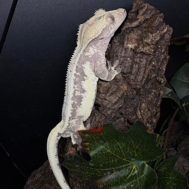 Correlophus ciliatus (Crested Gecko) Red Lily White MALE