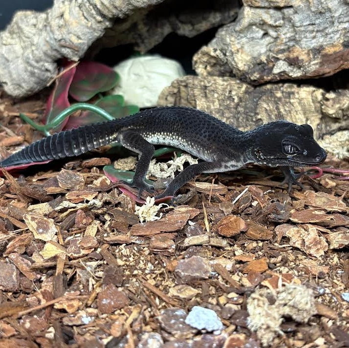 Eublepharis macularius (Leopard Gecko) Black Night - Suspect Male