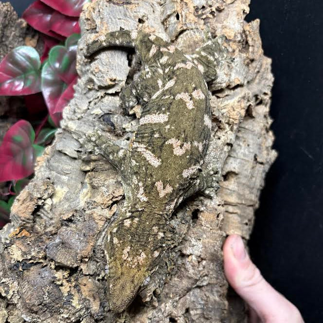 Rhacodactylus leachianus (New Caledonian Giant Gecko) Nuu Ana x Nuu Ami 6-15-24