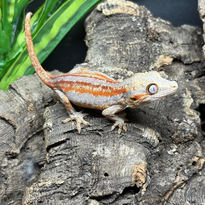 Rhacodactylus auriculatus (Gargoyle Gecko)  Red Stripe