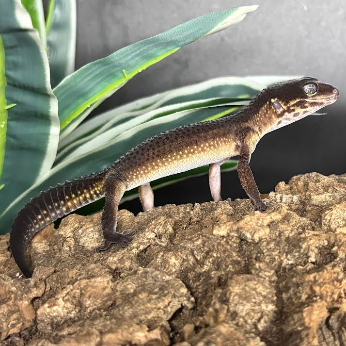 Eublepharis macularius (Leopard Gecko) Black Night Female