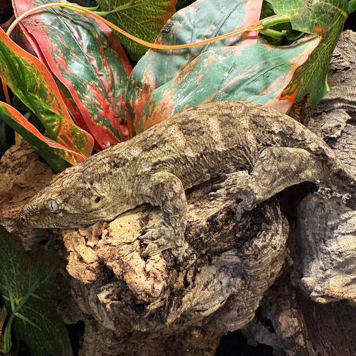 Rhacodactylus leachianus (New Caledonian Giant Gecko) GT x High Color Nuu Ami 2-1-24