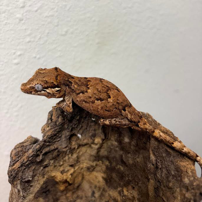 Rhacodactylus auriculatus (Gargoyle Gecko) Normal Reticulated