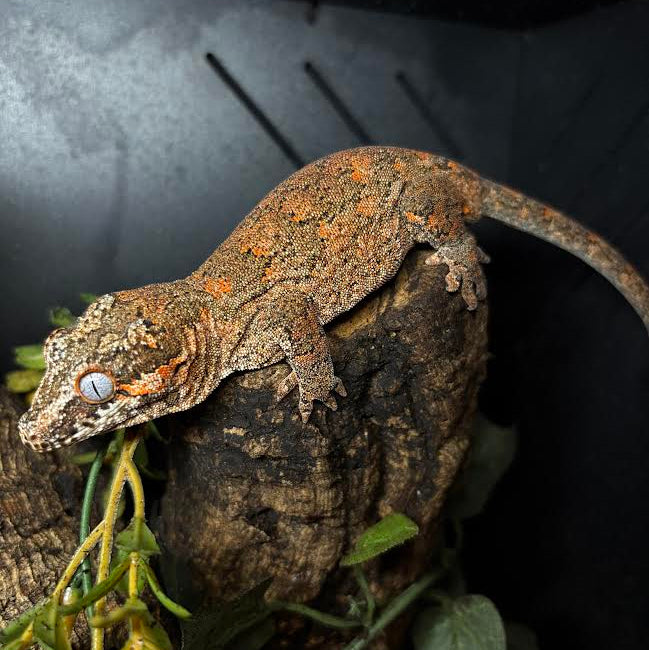 Rhacodactylus auriculatus (Gargoyle Gecko) '25 Orange Reticulated Red Base
