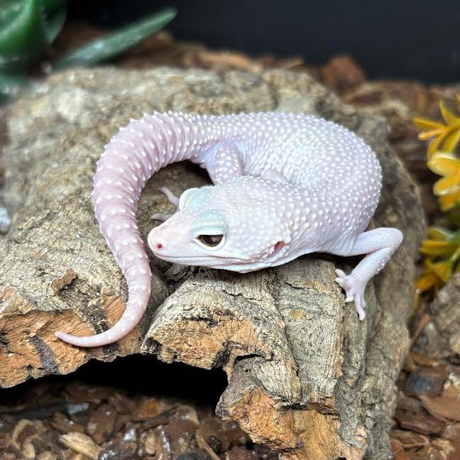 Eublepharis macularius (Leopard Gecko) Blizzard
