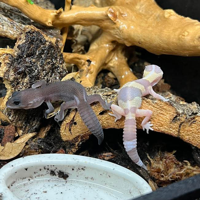 Hemitheconyx caudicinctus (Fat-tailed Gecko) MIX