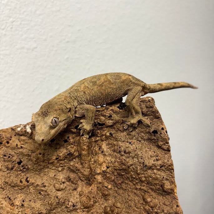 Mniarogekko chahoua (New Caledonian Mossy Gecko) Mainland