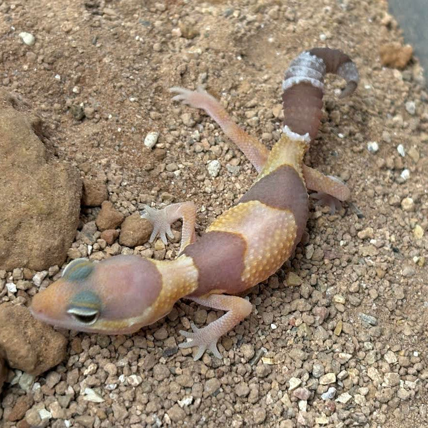 [Vancouver Pick-up] Hemitheconyx caudicinctus (Fat-tailed Gecko) AMELANISATIC ASSORTED