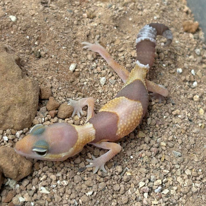 [Vancouver Pick-up] Hemitheconyx caudicinctus (Fat-tailed Gecko) AMELANISATIC ASSORTED