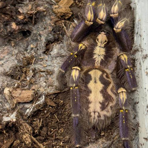 Poecilotheria metallica (Gooty Sapphire Ornamental)
