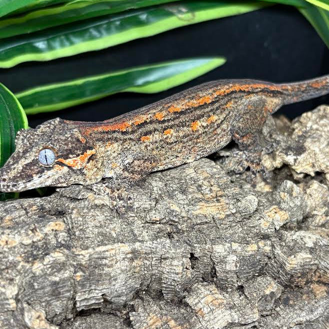 Rhacodactylus auriculatus (Gargoyle Gecko) '25 Orange Stripe