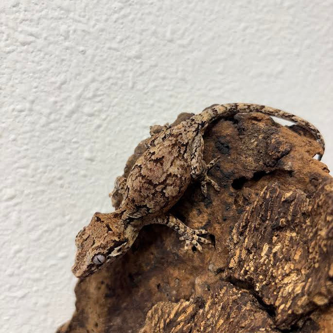 Rhacodactylus auriculatus (Gargoyle Gecko) Normal Reticulated