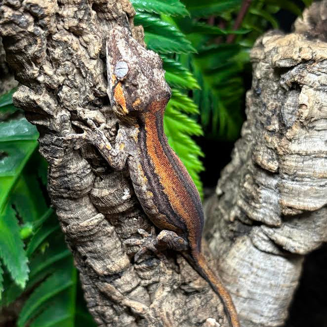 Rhacodactylus auriculatus (Gargoyle Gecko) Red Super Stripe