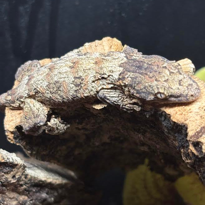 Rhacodactylus leachianus (New Caledonian Giant Gecko) GTX