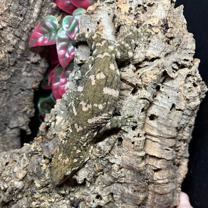 Rhacodactylus leachianus (New Caledonian Giant Gecko) Nuu Ana x Nuu Ami 6-15-24