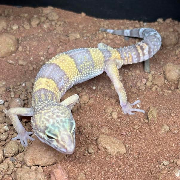 Eublepharis macularius (Leopard Gecko) Juvenile
