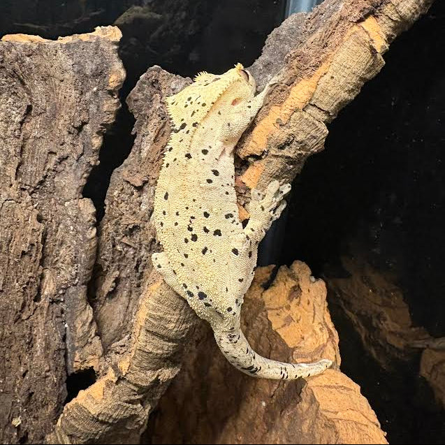 Correlophus ciliatus (Crested Gecko) Super Dalmatian FEMALE