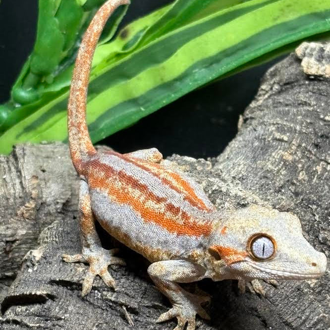 Rhacodactylus auriculatus (Gargoyle Gecko)  Red Stripe