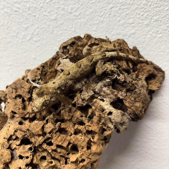 Mniarogekko chahoua (New Caledonian Mossy Gecko) Pine Island