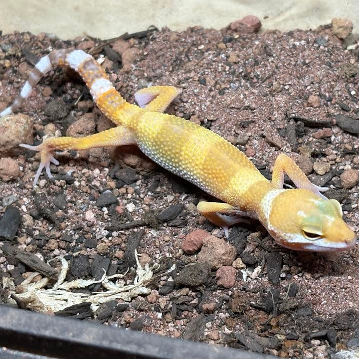 Eublepharis macularius (Leopard Gecko) Juvenile