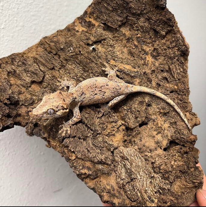Rhacodactylus auriculatus (Gargoyle Gecko) Normal Reticulated