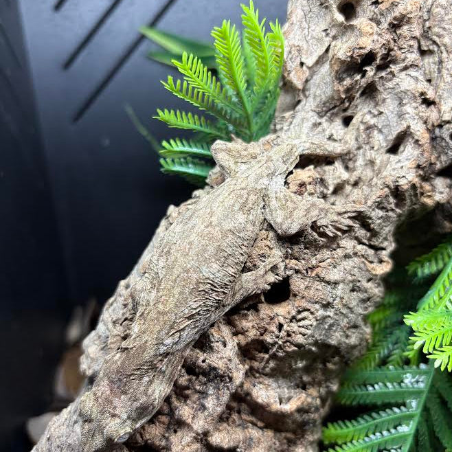 Rhacodactylus leachianus (New Caledonian Giant Gecko) Nuu Ami
