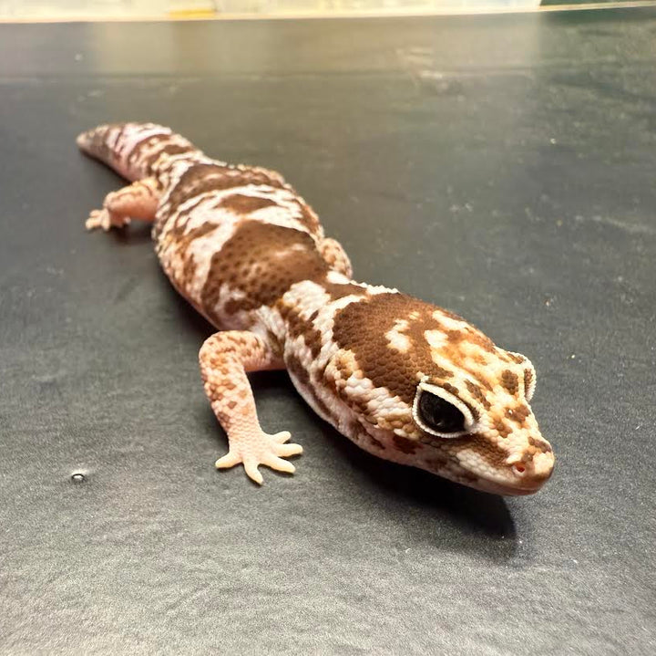 Hemitheconyx caudicinctus (African Fat Tail Gecko) Whiteout Het. Zulu