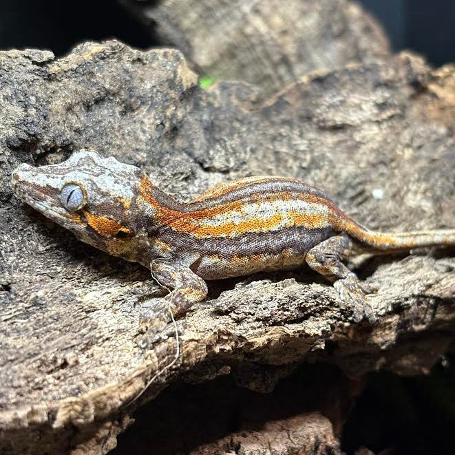 Rhacodactylus auriculatus (Gargoyle Gecko) Red Stripe