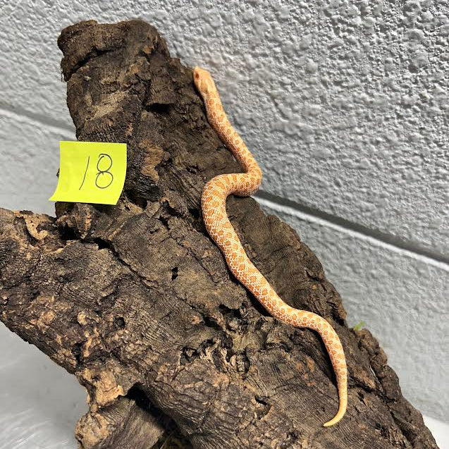 Heterodon nasicus (Western Hognose Snake) Albino Conda Juvenile